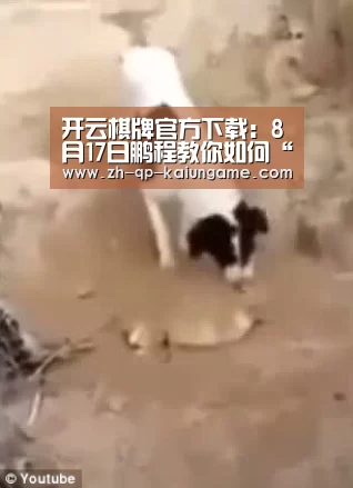 开云棋牌官方下载:8月17日鹏程教你如何“逆生长”(图4) 开云棋牌官网